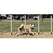 A Big Dog Walking Around the Weave Posts (Beige) 