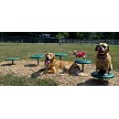 One Dog Sitting on the Ground and 2 Dogs Sitting on a Stepping Paws Pod (Natural Colors, Set of 5) 