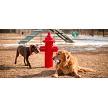 One Dog Sitting Next to the Fire Hydrant, and Another Dog Walking by it 