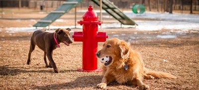 One Dog Sitting Next to the Fire Hydrant, and Another Dog Walking by it 