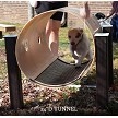 A Dog Playing in the Toto Tunnel 