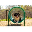 A Dog Sitting inside the Doggie Crawl (Playful Colors) 