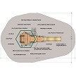 Dimensions for the Fairview (Preschool) 