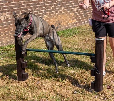 A Dog Jumping over the Pup Jump 
