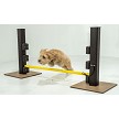 A Dog Jumping over the Pup Jump Pup Jump 