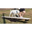 A Dog Walking on the Rover Rocker 