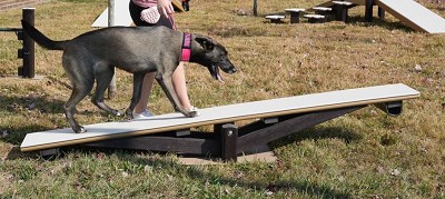 A Dog Walking up the Rover Rocker 
