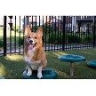 A Dog Sitting on  Stepping Paws Pod (Natural Colors) 
