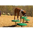 A Dog Walking From One Pod to Another (Natural Colors, Set of 5) 