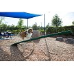 A Dog Walking up the Teeter Totter (Natural Colors) 